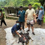 प्युठानमा भैंसीको बच्चामा जन्मजात विकृति, चिकित्सक टोलीद्वारा सफलतापूर्वक ‘फिटोटोमी’